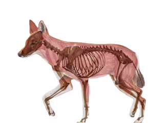 Ethiopian Wolf