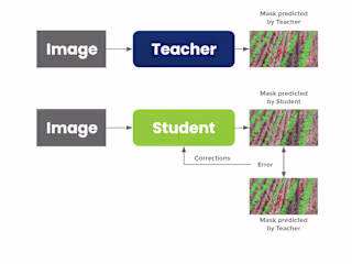 Knowledge Distillation for Crop/Weed Image Segmentation (2022)