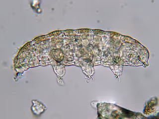 Tardigrades and their fascinating genome
