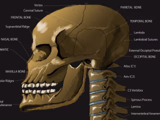 Creating Anatomy Illustrations & Images