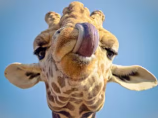 10 Italian Tongue Twisters to Perfect Your Pronunciation and Sp…