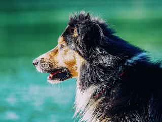 Your Guide To The German Shepherd Border Collie - CollieCare