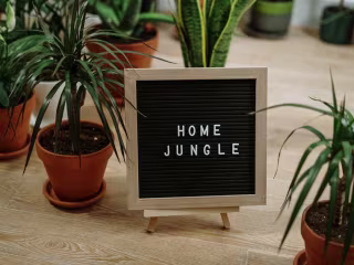 The Art of Indoor Plant Care: Greening Up Your Home