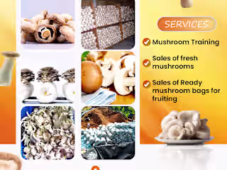 Mushroom Flyer