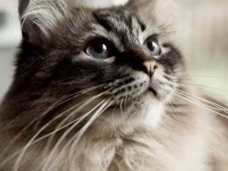 Blog: Why Do Cats Have Whiskers? 