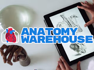 Anatomy Warehouse | Visual Identity & Logo