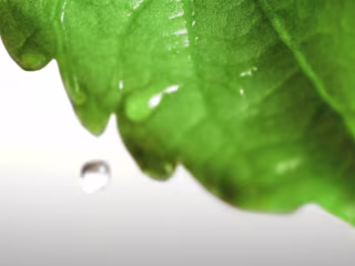 Truvia (broadcast commercial)