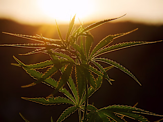 The Promising Future of Cannabis in Medicine: Anxiety and Cance…