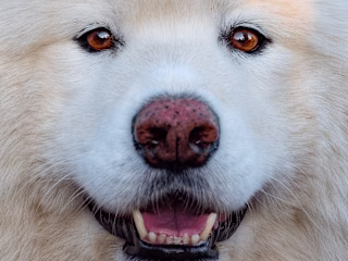 🌿 Wild Earth: Rebranding Dog Food