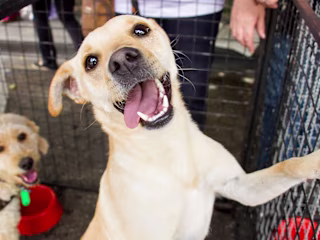 Should I Get A Dog? 8 Things To Consider Before You Bring One H…