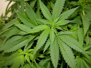 Why Experts Say The Federal Legalization Of Cannabis Could Mean…