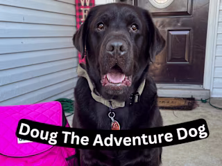 Marketing Strategist & Video Creator for Dog Brand
