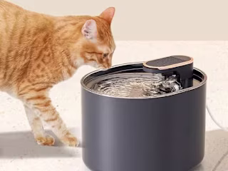 Case Study: New York-Based Pet Brand
