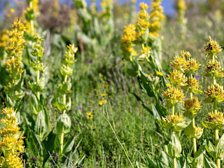 The Magic of Herbal Bitters Blog