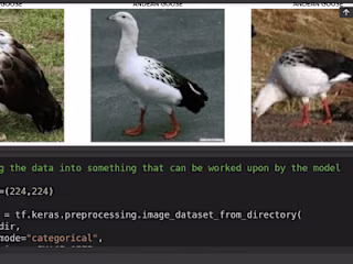 GitHub - Adstefnum/ornithist: A bird classifier model API serve…