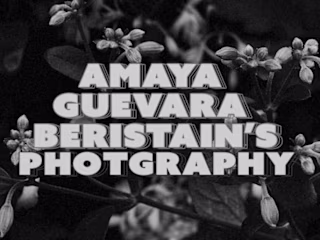 Photography | Amaya's Photographs