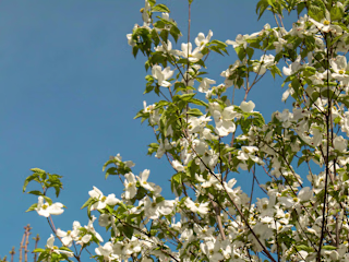 Maya’s Nature Portfolio 