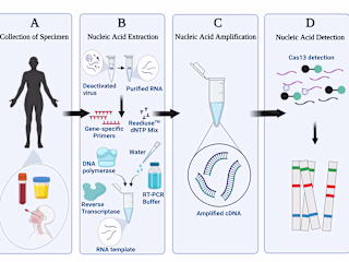 CRISPR-based biosensor for the detection of Marburg & Ebola