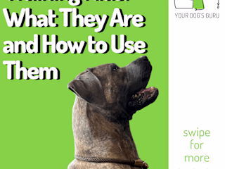 Your Dog's Guru Infographics