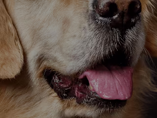 Pet Monitoring Device Mobile App User Experience Design