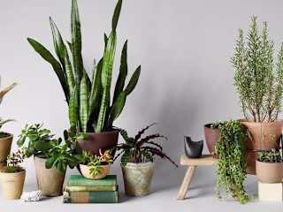 Bloomist | Make Nature Home