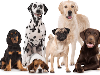 PETCO | PREMIUM PET BRAND