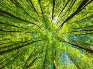 Revolutionizing Sustainability with Green Technology and Renewab
