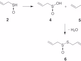 What is Allicin?