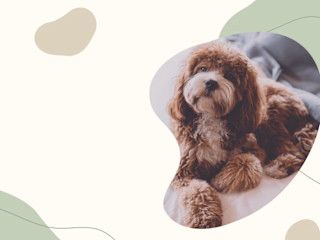  Daycare & Hotel for Dogs