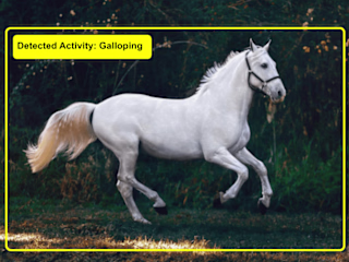 Animal AI : Assessing Animal Fitness using AI