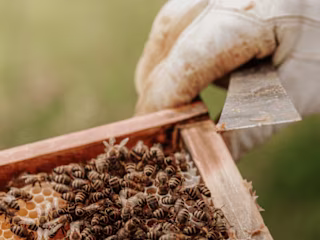 Don't worry, bee hone