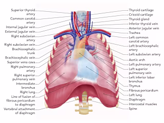 Medical Illustrations