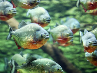 Piranhas-WCC STEM Scholars Newsletter October 2023