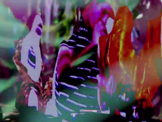 Mezzanine Swimmers "Pensacola Arches" music video