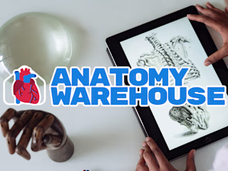Anatomy Warehouse | Visual Identity & Logo
