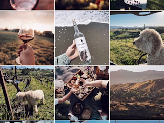 Photography & Branding for Mira Laguna Wines