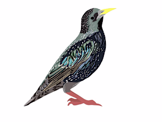 Birds and Butterflies Map :: Behance