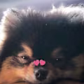 Otsumi avatar