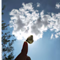 Salvia avatar