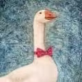 Peace  avatar