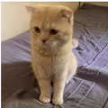 omar avatar