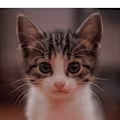 hazel avatar