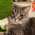 Sarah avatar