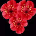 Sumithra avatar