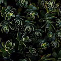 Lenosca avatar