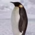 Sakwa avatar