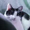 Avery avatar