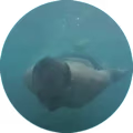 Faraz avatar