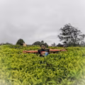 Aravindh avatar