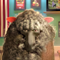 Amir H avatar